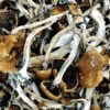 Blue God Magic Mushrooms