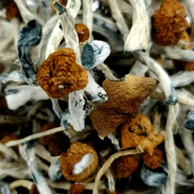 Blue Meanie Magic Mushrooms (Premium)