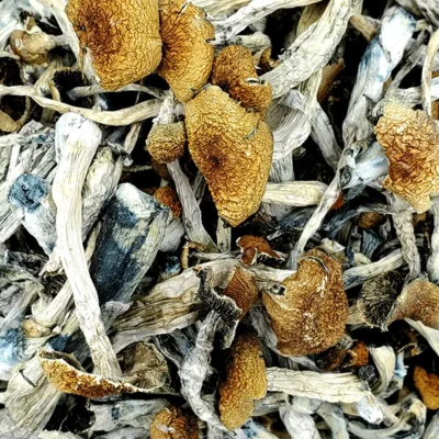Golden Teacher Magic Mushrooms (Premium)