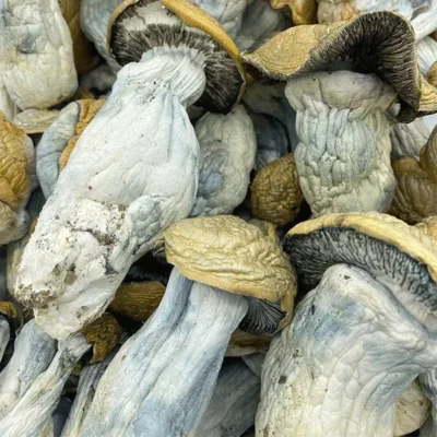 Godzilla Penis Envy Magic Mushrooms (Premium)