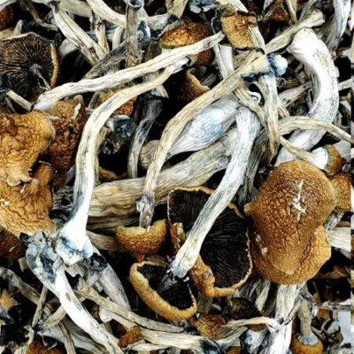 Blue God Magic Mushrooms